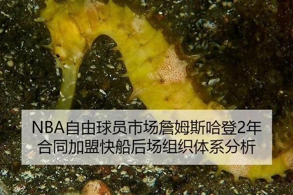 zi-you-qiu-yuan-shi-chang-zhan-mu-si-ha-deng-nian-he-tong-jia-meng-kuai-chuan-hou-chang-zu-zhi-ti-xi-fen-xi-2-706.jpg